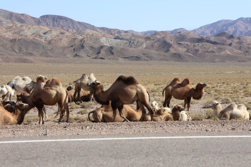 Kirguistan En 4x4 4314